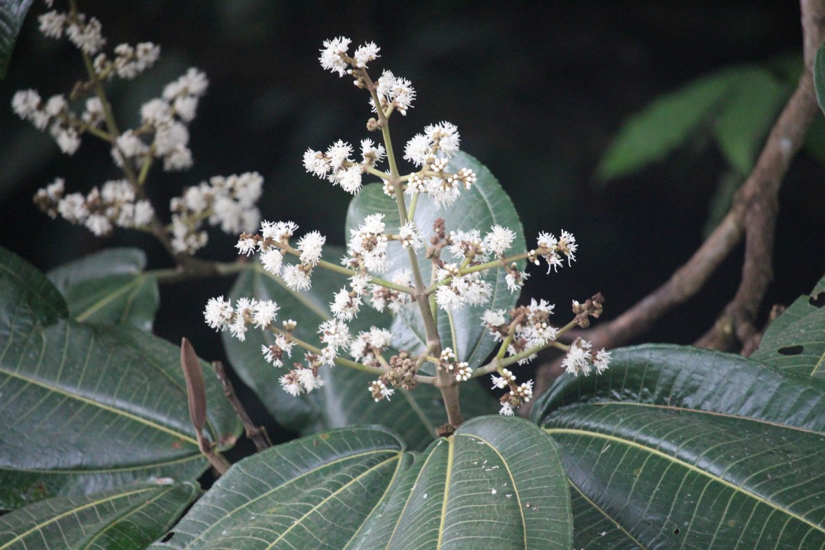 Miconia calvescens DC.